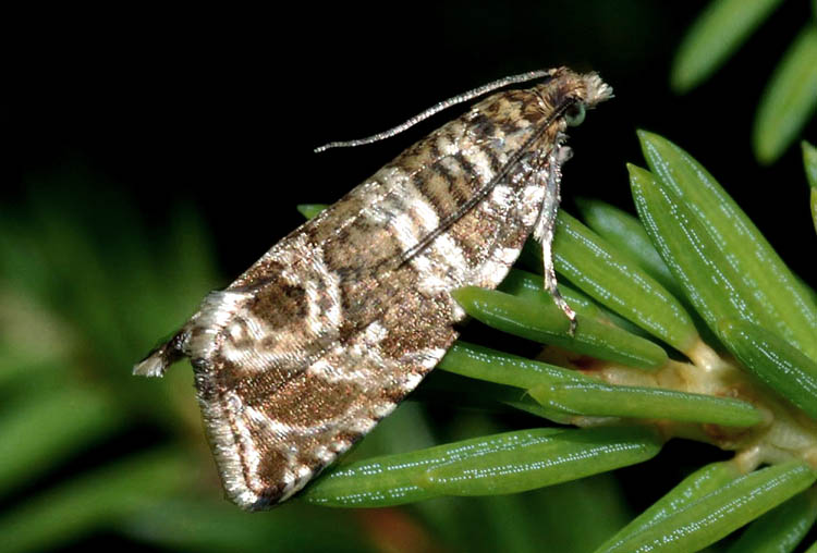 Falena da identificare 2: Celypha rivulana - Tortricidae